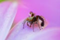 Jumping spider on the leaf of a purple flower Royalty Free Stock Photo