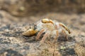 Jumping spider  on a leaf , taken using macro  technique. Royalty Free Stock Photo