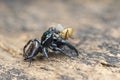 Jumping spider  on a leaf , taken using macro  technique. Royalty Free Stock Photo