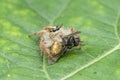 Jumping spider on leaf , taken using macro technique. Royalty Free Stock Photo