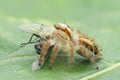 Jumping spider on leaf , taken using macro technique. Royalty Free Stock Photo