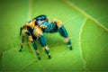 Jumping spider  on a leaf , taken using macro  technique. Royalty Free Stock Photo