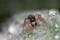 Jumping spider on a leaf with water drops Royalty Free Stock Photo