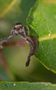 Jumping spider on leave Royalty Free Stock Photo
