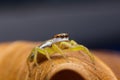 Jumping spider Royalty Free Stock Photo