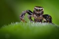 Jumping spider and the little aphis