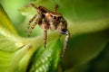 Jumping spider and the little aphis Royalty Free Stock Photo