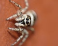 Jumping Spider - Macro Close Up Royalty Free Stock Photo