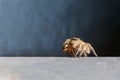 Jumping spider Royalty Free Stock Photo