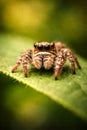 Jumping Spider Macro Portrait On Green Leaf With Soft Natural Background Royalty Free Stock Photo