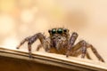 Jumping Spider Macro Royalty Free Stock Photo