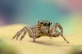 Jumping Spider Macro Royalty Free Stock Photo