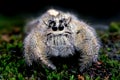 Jumping spider Royalty Free Stock Photo