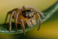 Jumping Spider Macro Royalty Free Stock Photo