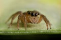 Jumping Spider Macro Royalty Free Stock Photo
