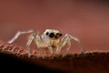 Jumping Spider Macro Royalty Free Stock Photo