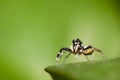 Jumping spider Male Phintella versicolor on edge of green leaf Royalty Free Stock Photo