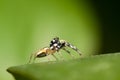 Jumping spider Male Phintella versicolor on edge of green leaf Royalty Free Stock Photo