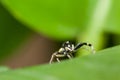 Jumping spider Male Phintella versicolor on green leaf Royalty Free Stock Photo
