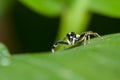 Jumping spider Male Phintella versicolor on green leaf Royalty Free Stock Photo
