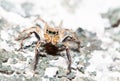 Jumping spider Male Plexippus petersi on dried moss Royalty Free Stock Photo