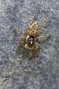 Jumping spider - Menemerus semilimbatus Royalty Free Stock Photo