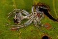 Jumping Spider Molt Royalty Free Stock Photo