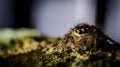 Jumping spider on mossy trunk