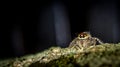 Jumping spider on the mossy trunk