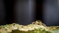 Jumping spider on the mossy trunk