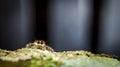 Jumping spider on the mossy trunk