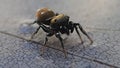 Jumping spider moving its pedipalps on a wet place