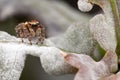 Jumping spider on the oak leaf Royalty Free Stock Photo