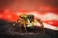 Jumping spider, peacock spider Royalty Free Stock Photo