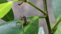 a jumping spider perched on a green leaf