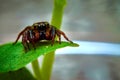 Jumping spider perched on the leaves Royalty Free Stock Photo