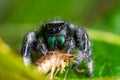 A jumping spider Phidippus regius eating its prey cockroach on a green leaf. Macro, big eyes, sharp details. Beautiful big eyes