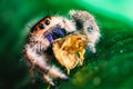 A jumping spider Phidippus regius eating its prey cockroach on a green leaf. Macro, big eyes, sharp details. Beautiful big eyes