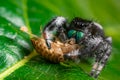 A jumping spider Phidippus regius eating its prey cockroach on a green leaf. Macro, big eyes, sharp details. Beautiful big eyes