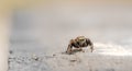Jumping spider (Philaeus chrysops) (..?!) on a stone The spider\'s green eyes reflect the surroundings. Royalty Free Stock Photo