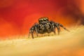 High magnification and macro shot of a cute little jumping spider looking at camera Royalty Free Stock Photo