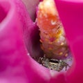 Jumping spider in pink flower Royalty Free Stock Photo