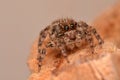 Jumping spider (Plexippus petersi)