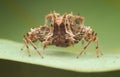 Jumping spider - Portia sp images Royalty Free Stock Photo