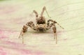 Portia jumping  spider on leaf Royalty Free Stock Photo