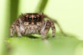 Jumping spider portrait Royalty Free Stock Photo
