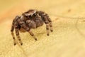 Jumping spider autumn leaf