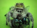 A jumping spider (possibly Phidippus regius) with prey Royalty Free Stock Photo