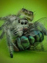 A jumping spider (possibly Phidippus regius) with prey Royalty Free Stock Photo