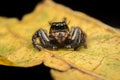 Jumping spider predator nature